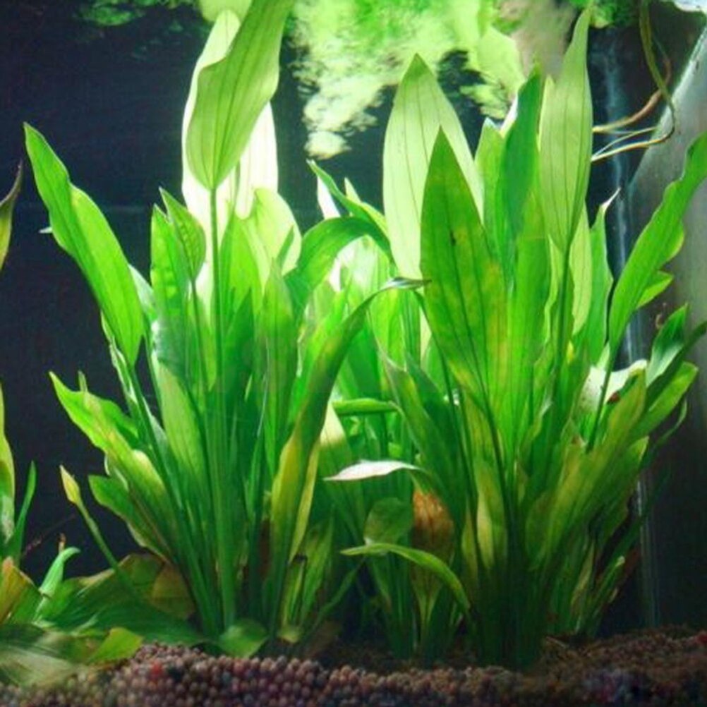 15cm Artificial Aquarium Decor - đánh giá và giá Dry Herb Vaping Accessories